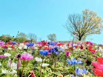 Close-up of flowering plant against blue sky