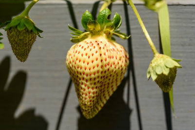 Close-up of strawberry