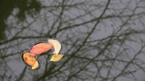 Close-up of bare tree against sky