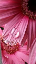 Close-up of pink flowers