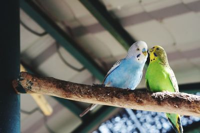 Close-up of parrots perching on branch