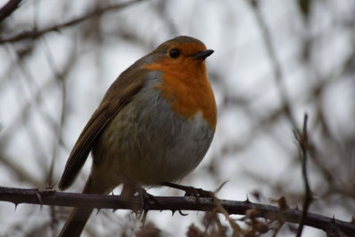 Close-up of bird perching on branch