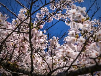 Low angle view of cherry blossoms against sky