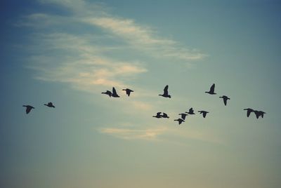 Low angle view of birds flying in sky