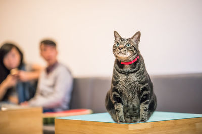 Cat sitting on table