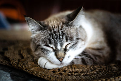 Close-up of a cat sleeping