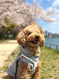 Close-up of a dog sitting outdoors