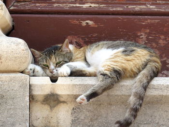 Close-up of cat sleeping on wall