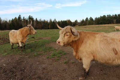 Cows in a field