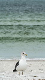 Seagull on beach