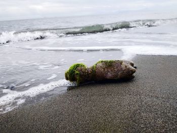 Scenic view of sea shore