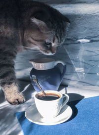 Scottish fold cat tasting and trying with nose my morning coffee and small jug of milk 