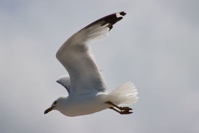 Close-up of seagull flying