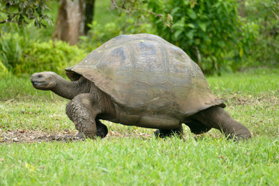 Galapagos turtle 