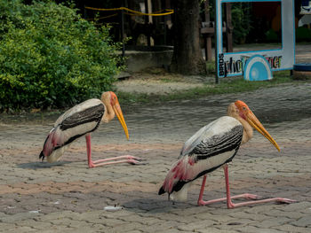 Two yellow billed storks resting in paved area