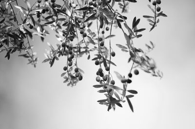 Close-up of plant against clear sky