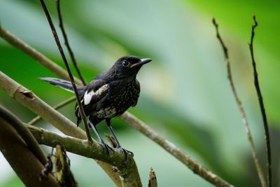 Close-up of bird perching on a branch