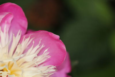 Close-up of pink flower