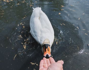 High angle view of hand feeding swan