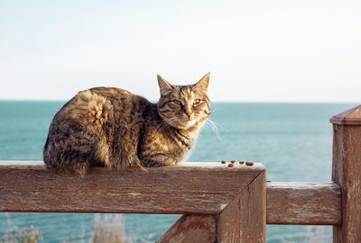 Cat looking at sea against clear sky