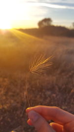 Cropped hand holding plant during sunset