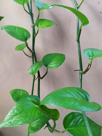 Close-up of potted plant against wall