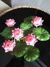 Close-up of pink flowers