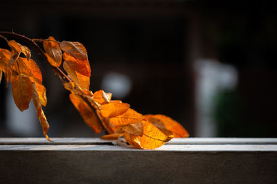 Close-up of dried autumn leaf on wood