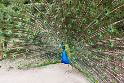 Peacock feathers