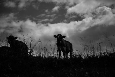 View of dog standing on field against sky