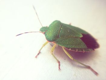 Close-up of insect on leaf