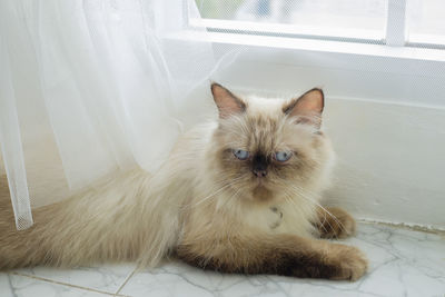 Portrait of cat relaxing at home