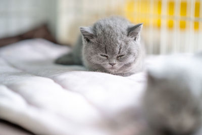 There is a lovely english shorthair blue cat in the room