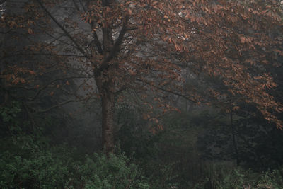 Trees in forest during autumn