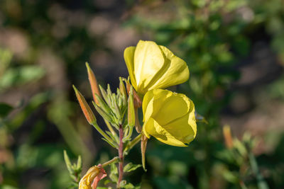 Close-up of yellow flowering plant on field