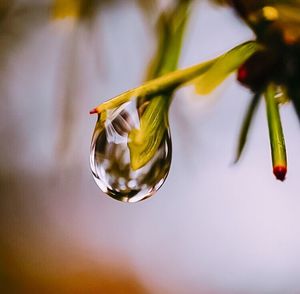 Close-up of water drops on rose flower