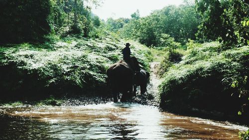 Scenic view of river amidst trees