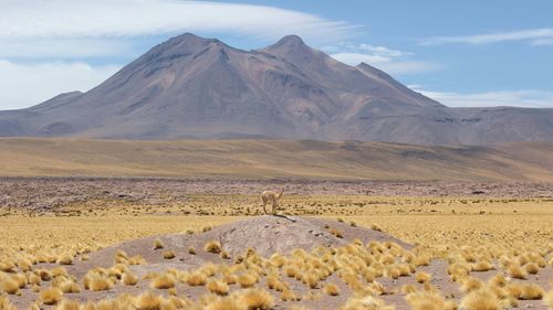 Scenic view of desert against sky