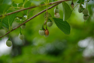 Styrax japonicum is growing in july