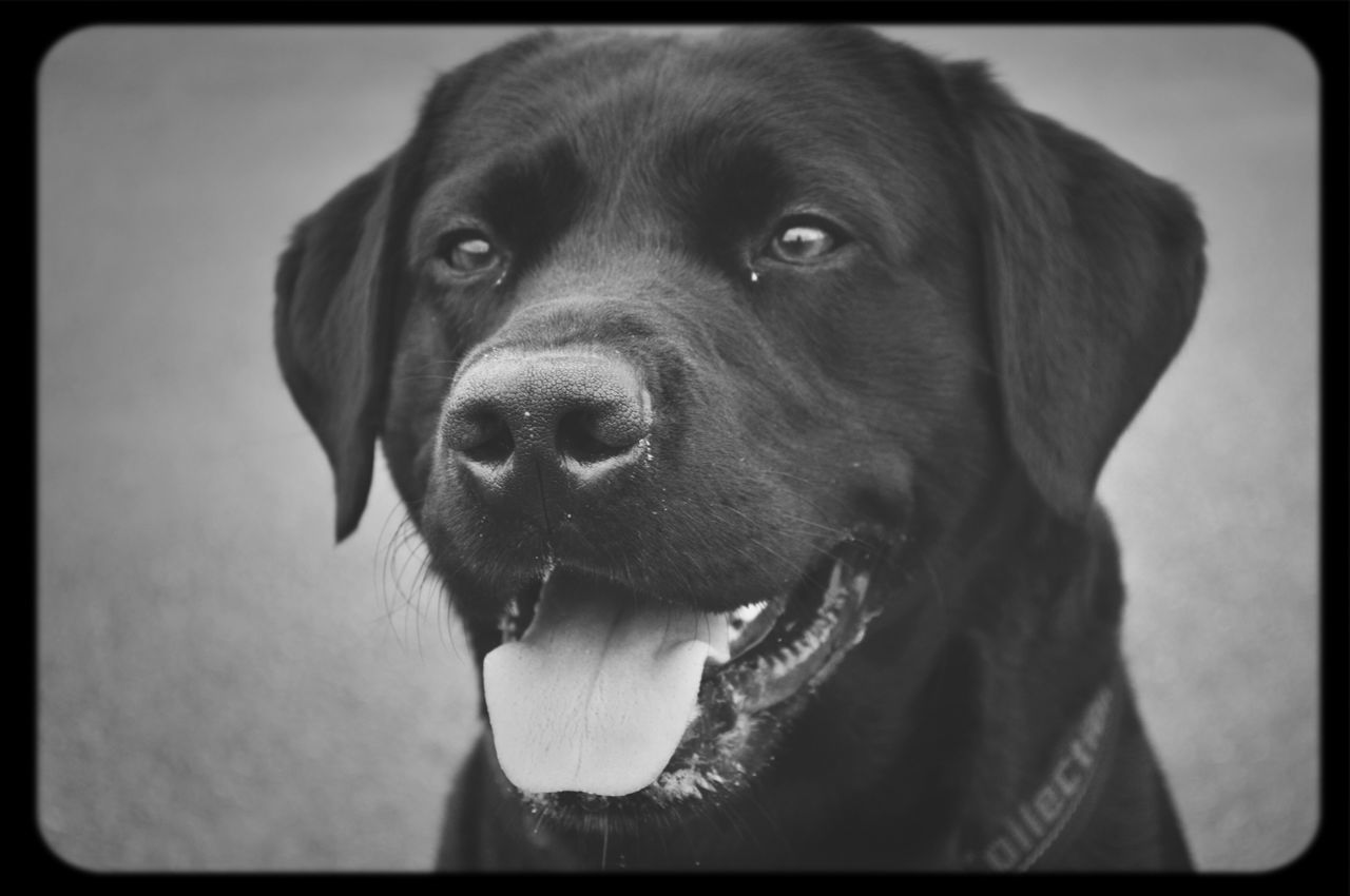 dog, pets, domestic animals, one animal, animal themes, mammal, looking at camera, portrait, transfer print, auto post production filter, animal head, indoors, close-up, no people, relaxation, snout, animal body part, front view, pet collar