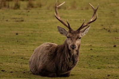 Portrait of deer in a field