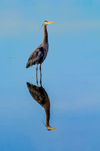 Bird flying over the sea against sky