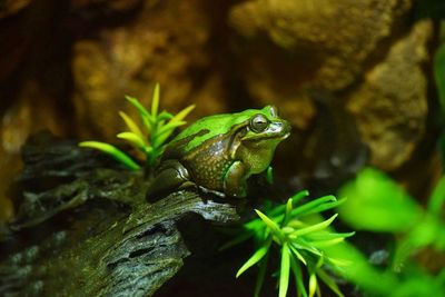 Close-up of frog on rock