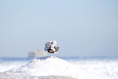 Close-up of snow on sea against clear sky