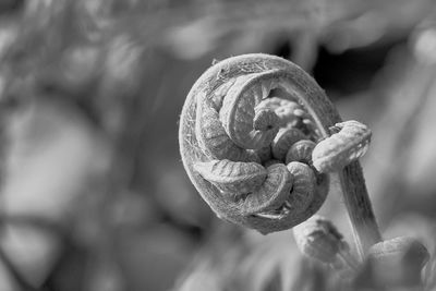 Close-up of shell on plant