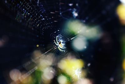 Close-up of spider web