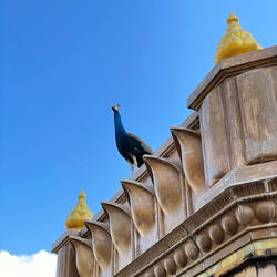 Low angle view of a building against clear blue sky with the peacock 