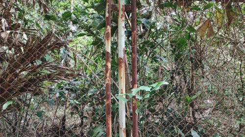 Close-up of bamboo trees in forest