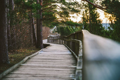 Narrow footbridge along trees in forest