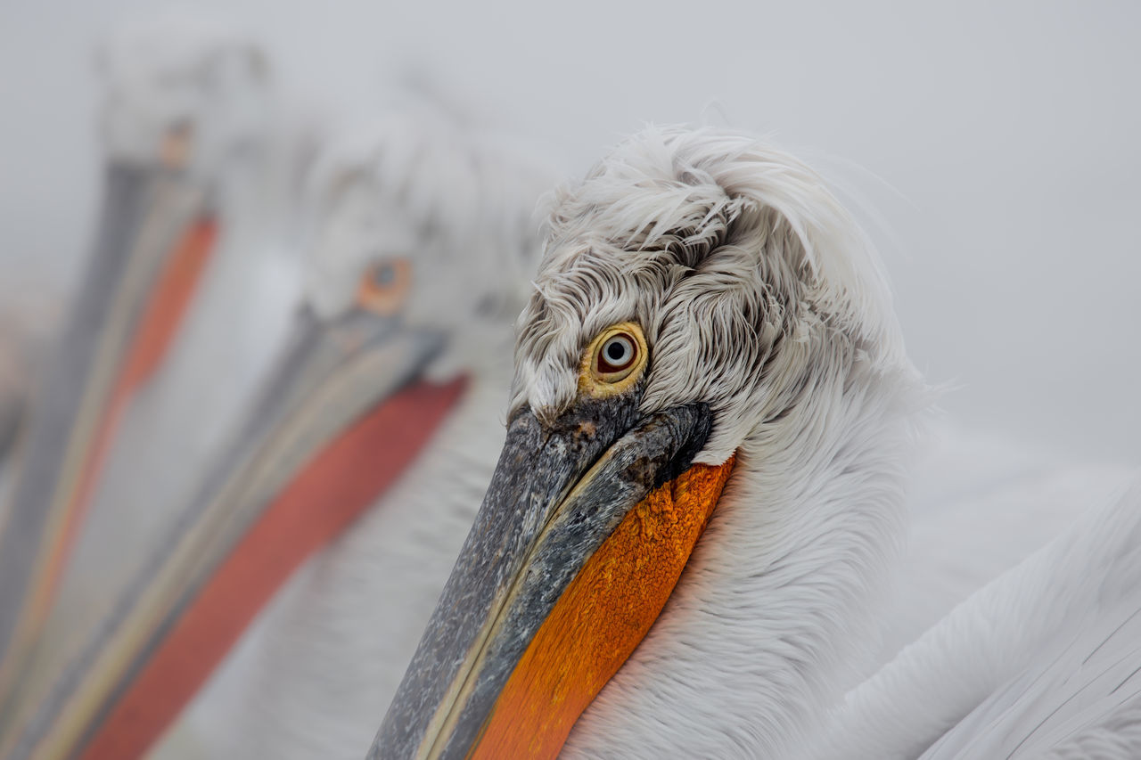 CLOSE-UP OF A PEACOCK